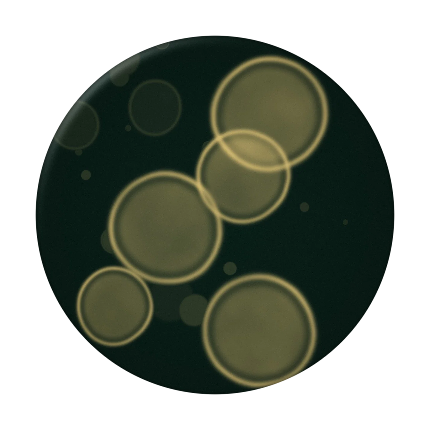 SKYWALK cover