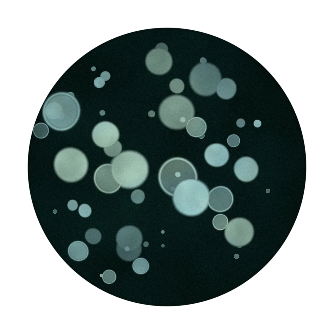 SNOWGLOBE cover