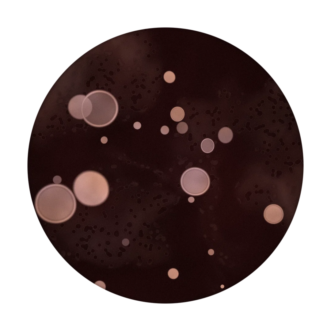 DONUTS cover