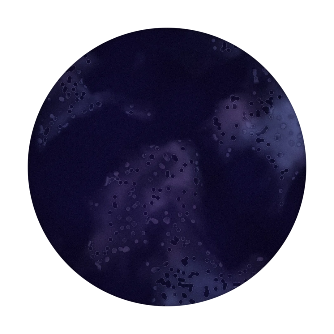 FIRST LIGHT cover
