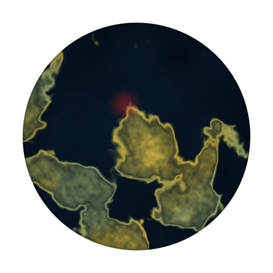 ARTIFACT cover