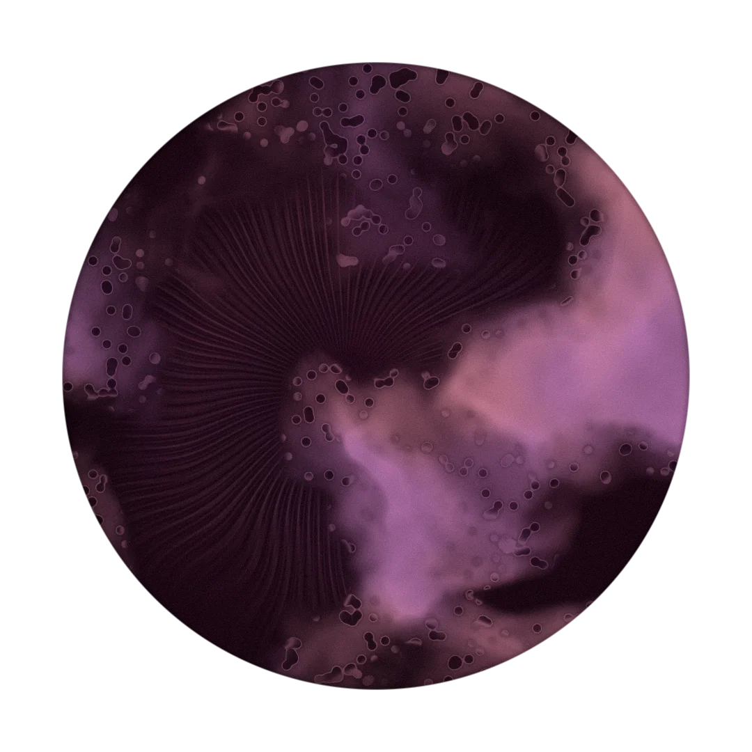 BUMP cover