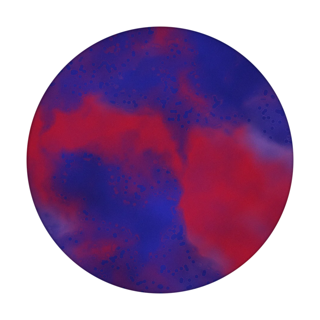 C0NTRA cover