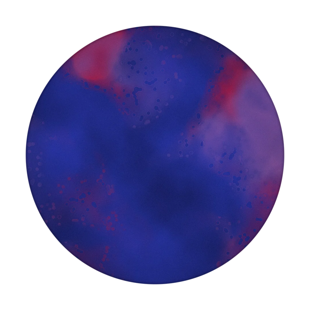 COW cover