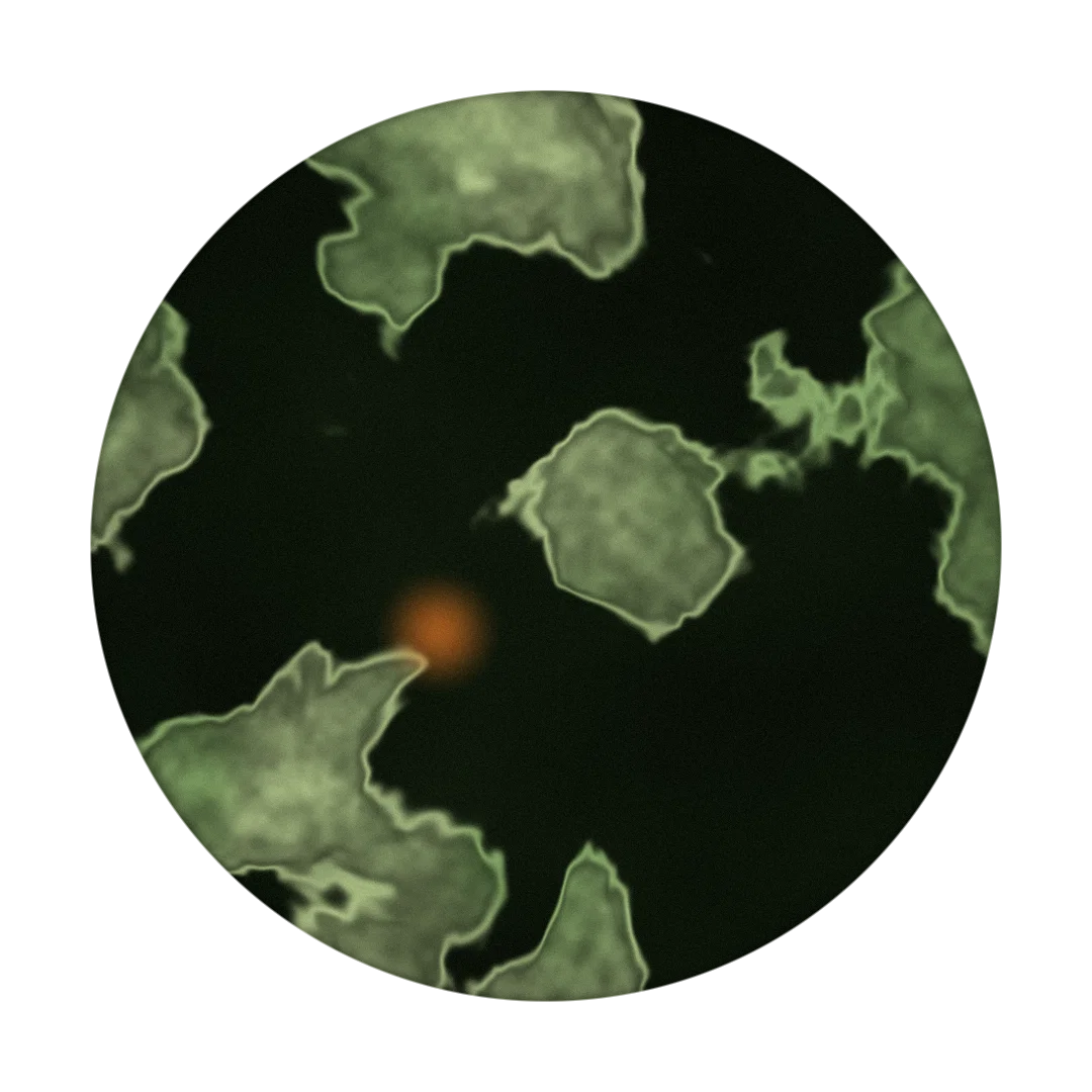 ELUSIVE cover