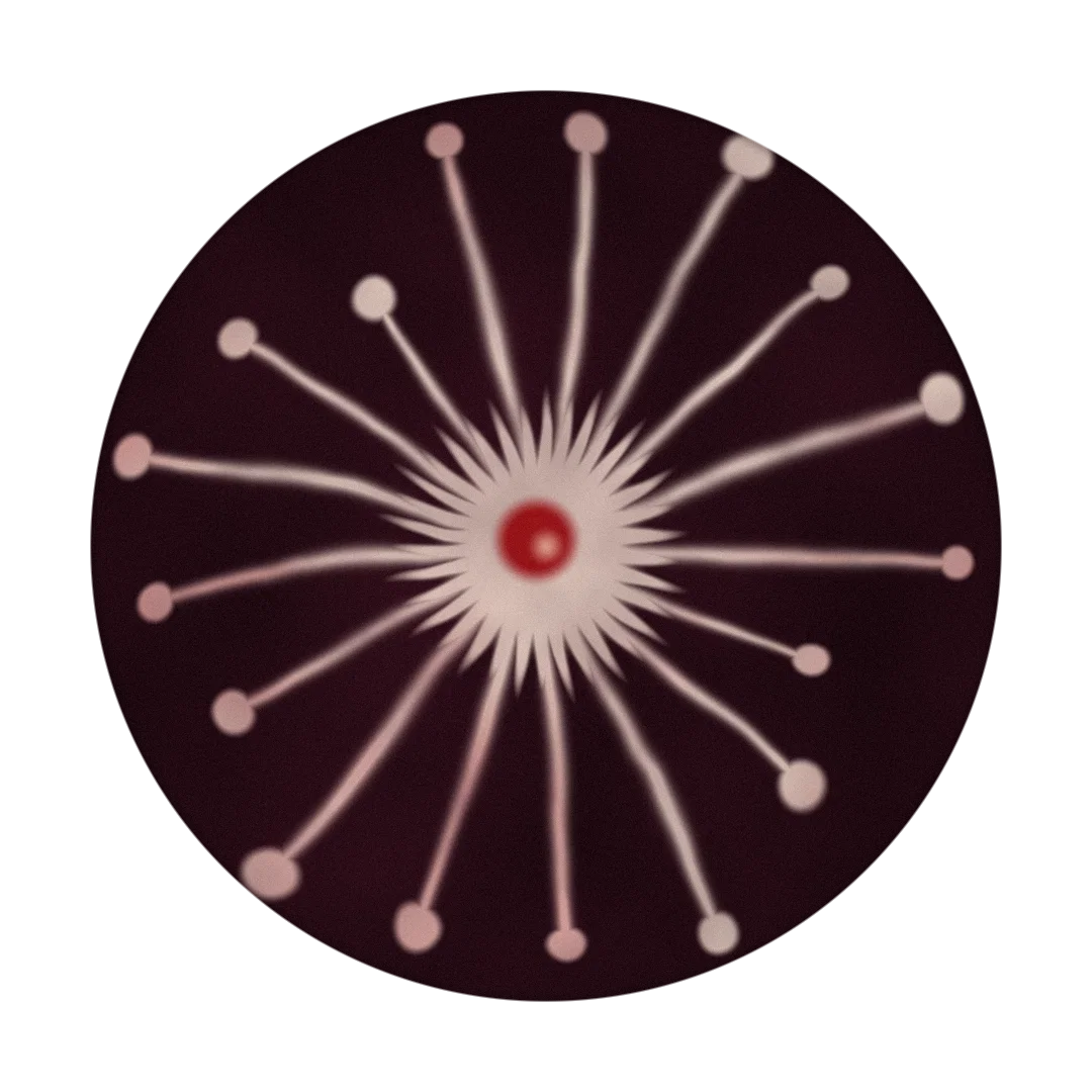 FUNGI II cover