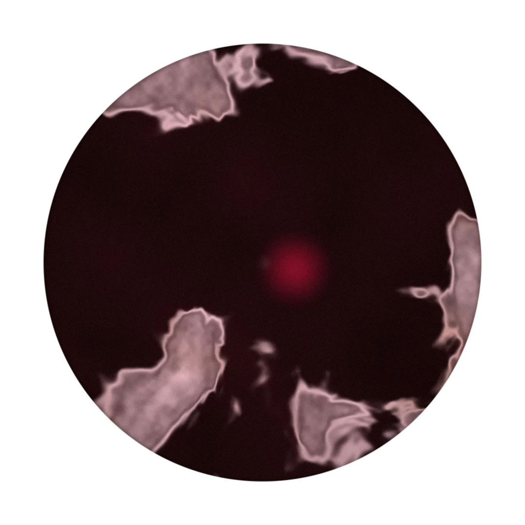 GRAY cover