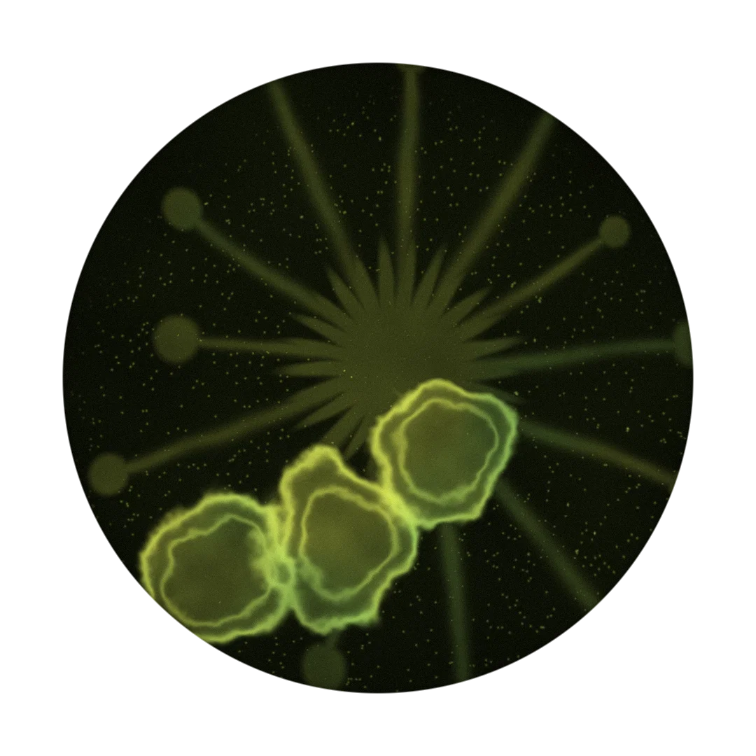 6MG ZYN cover