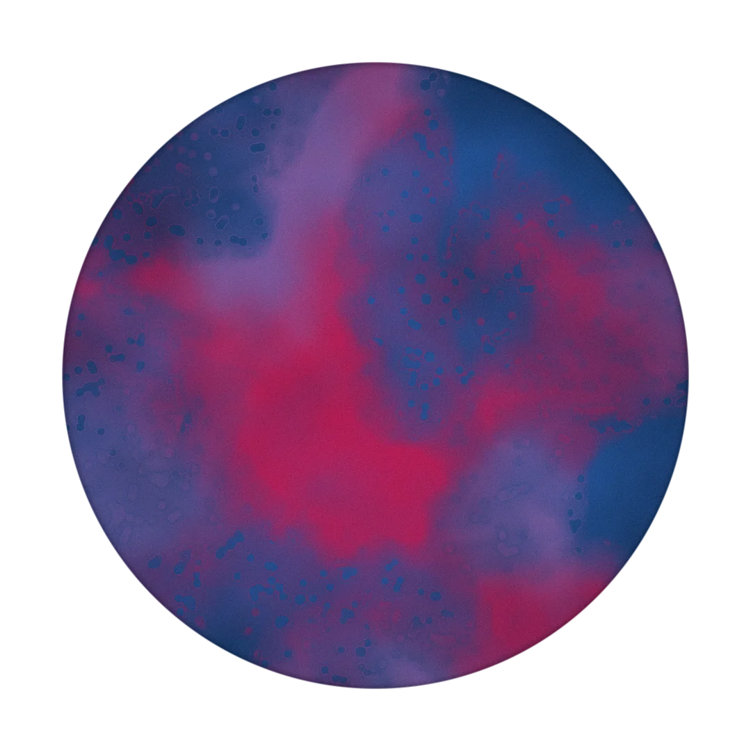 SALT LAKE cover