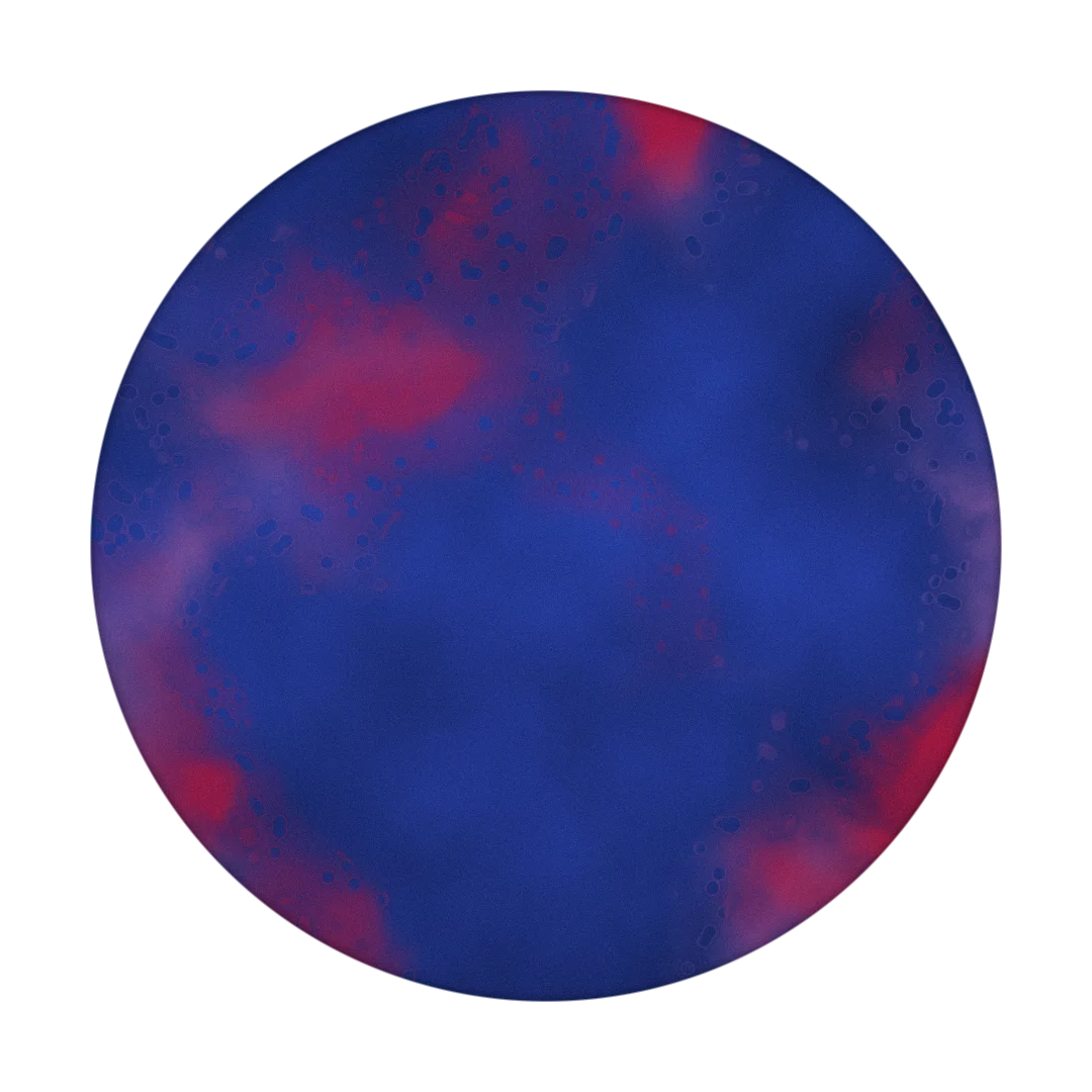 SOL cover