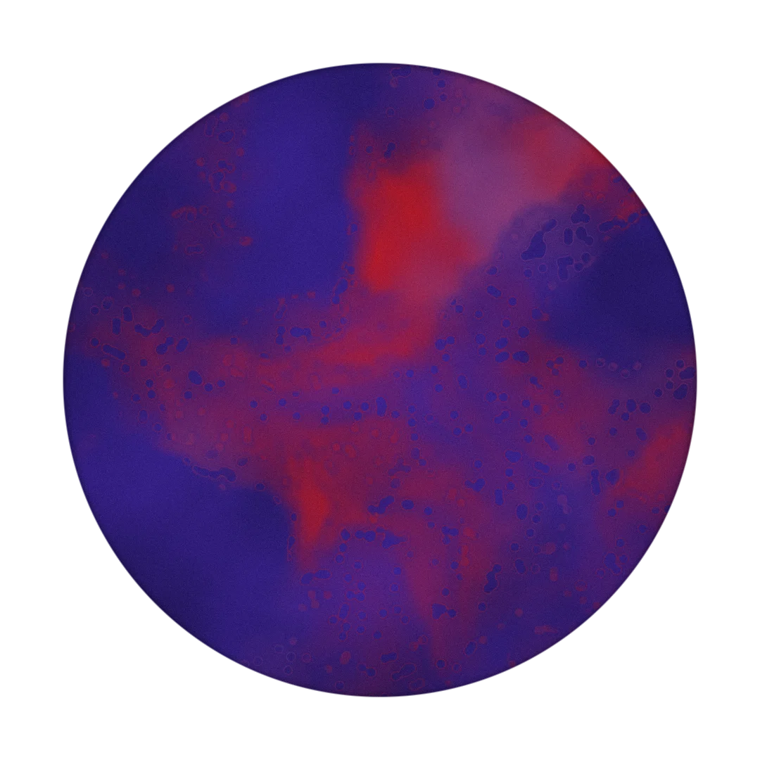 DUSK cover