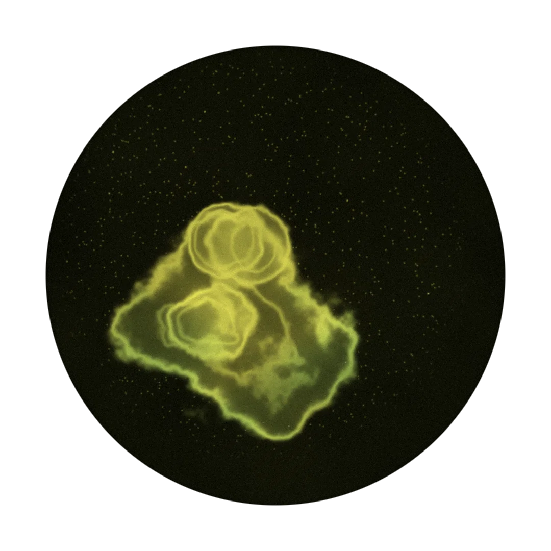 THE COLD cover