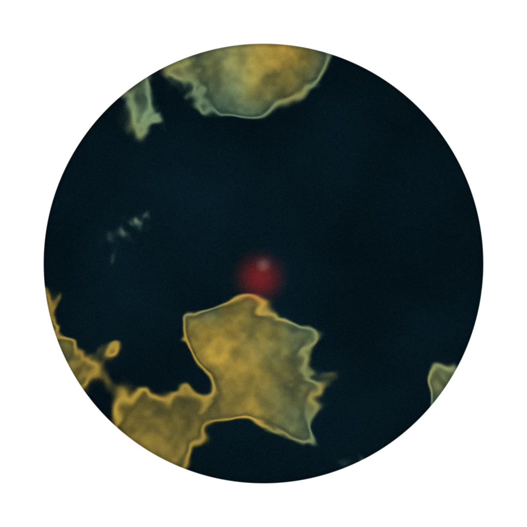 HAZARD cover