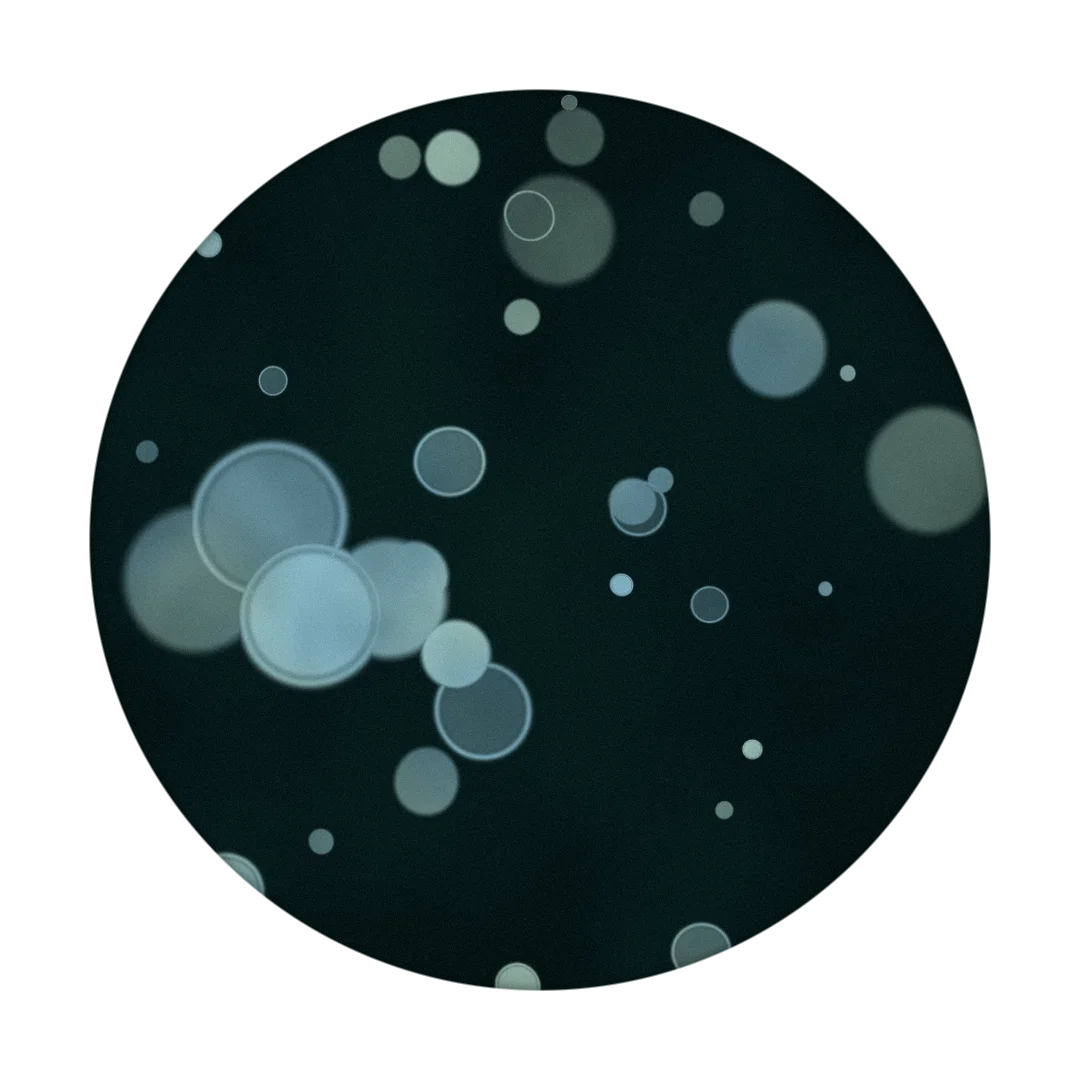 LUNK cover