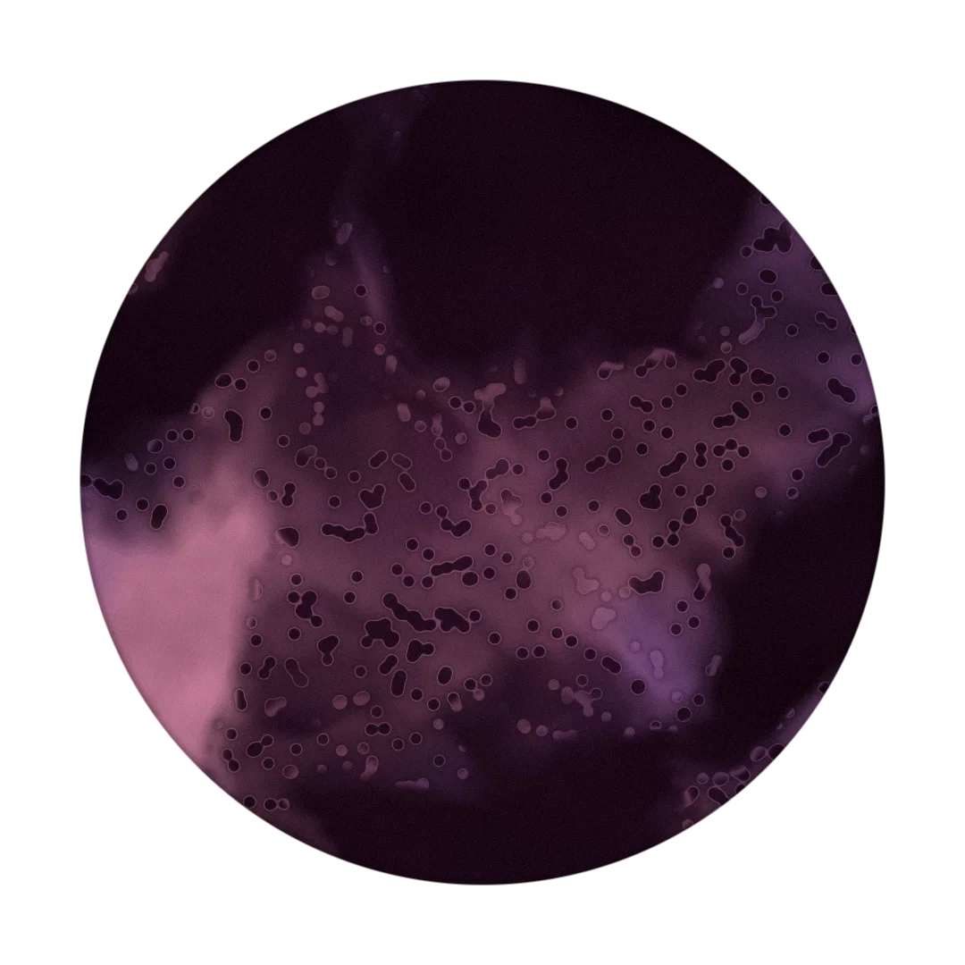 PERMAFROST cover