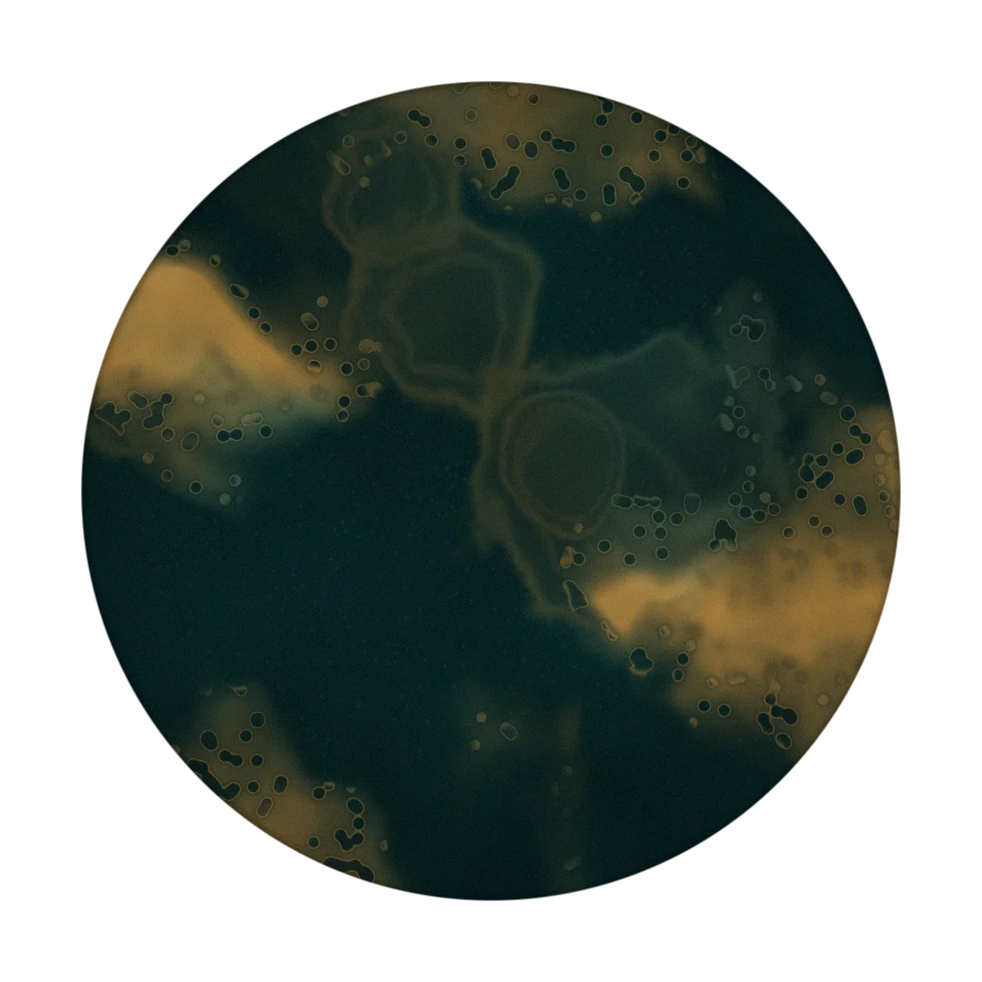 STEAM cover