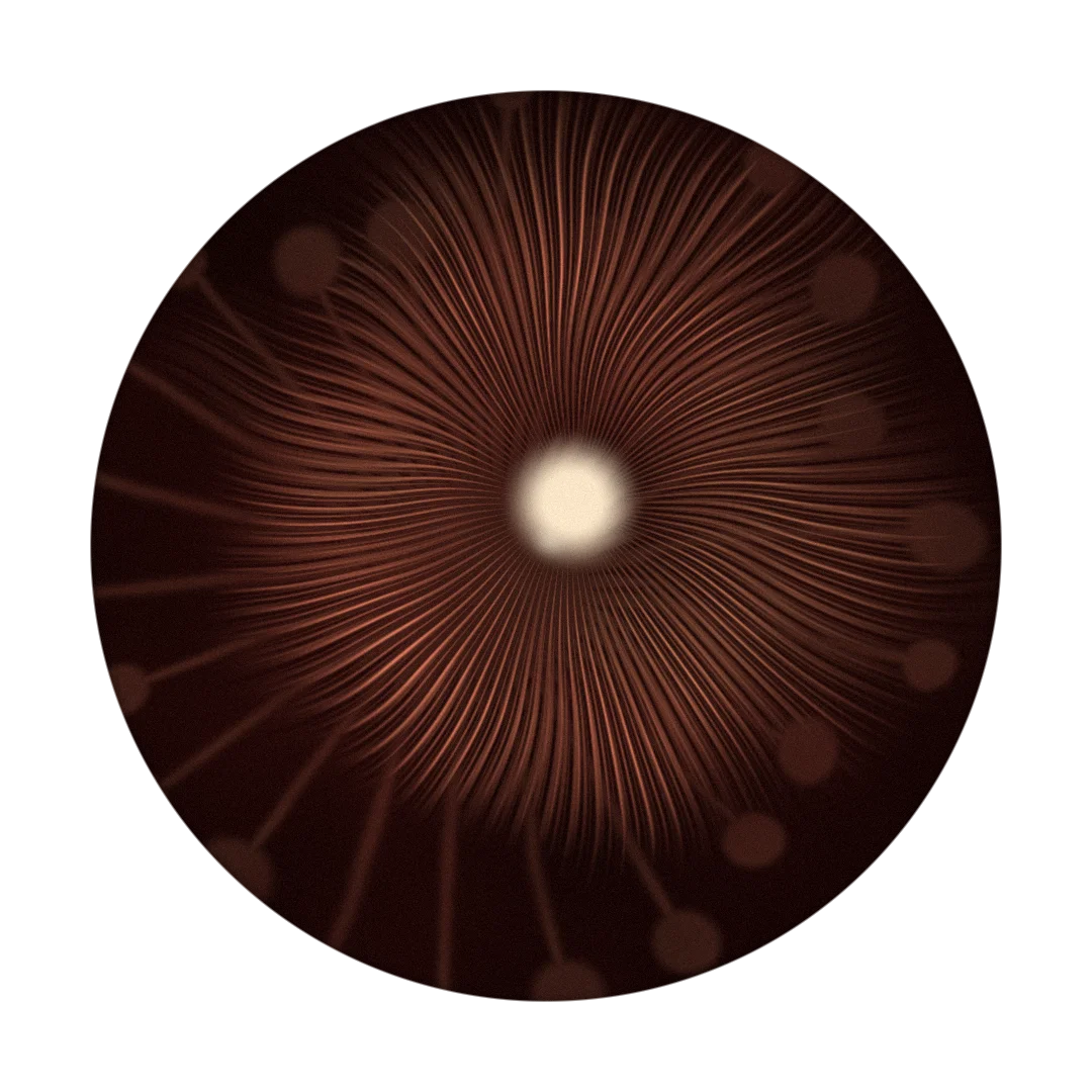 FLAMO cover
