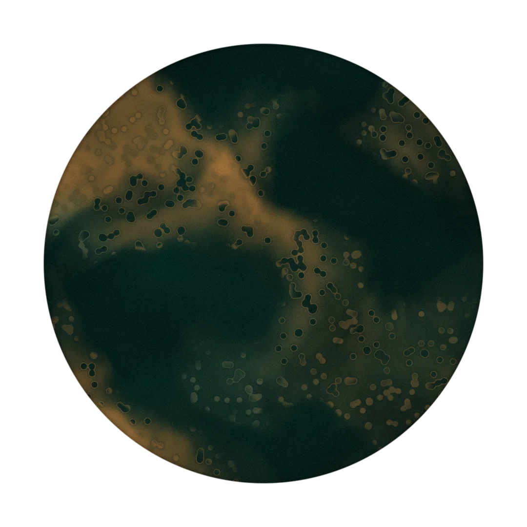 VITAMIN cover
