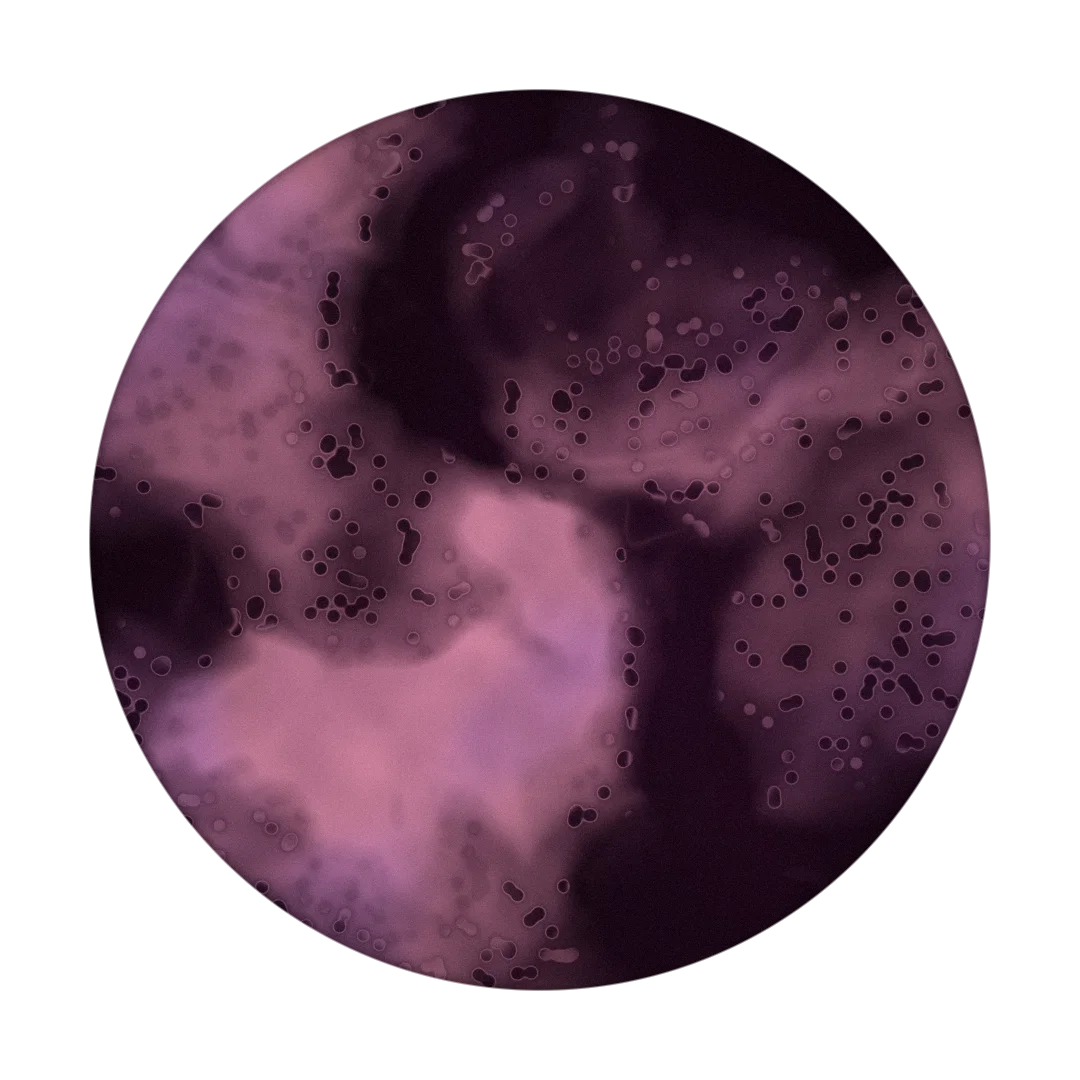 EXTRAVAGANT cover