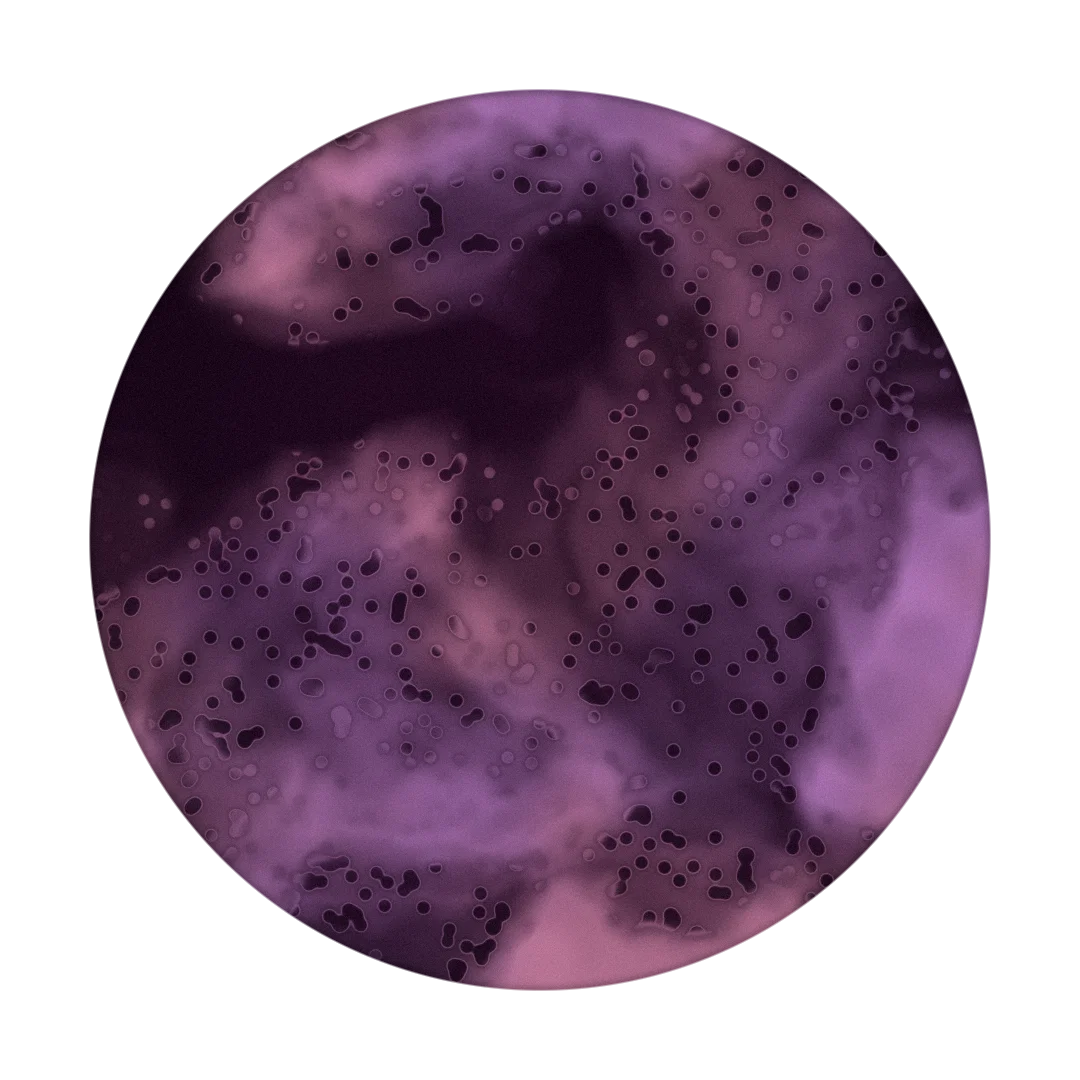 PANDA cover