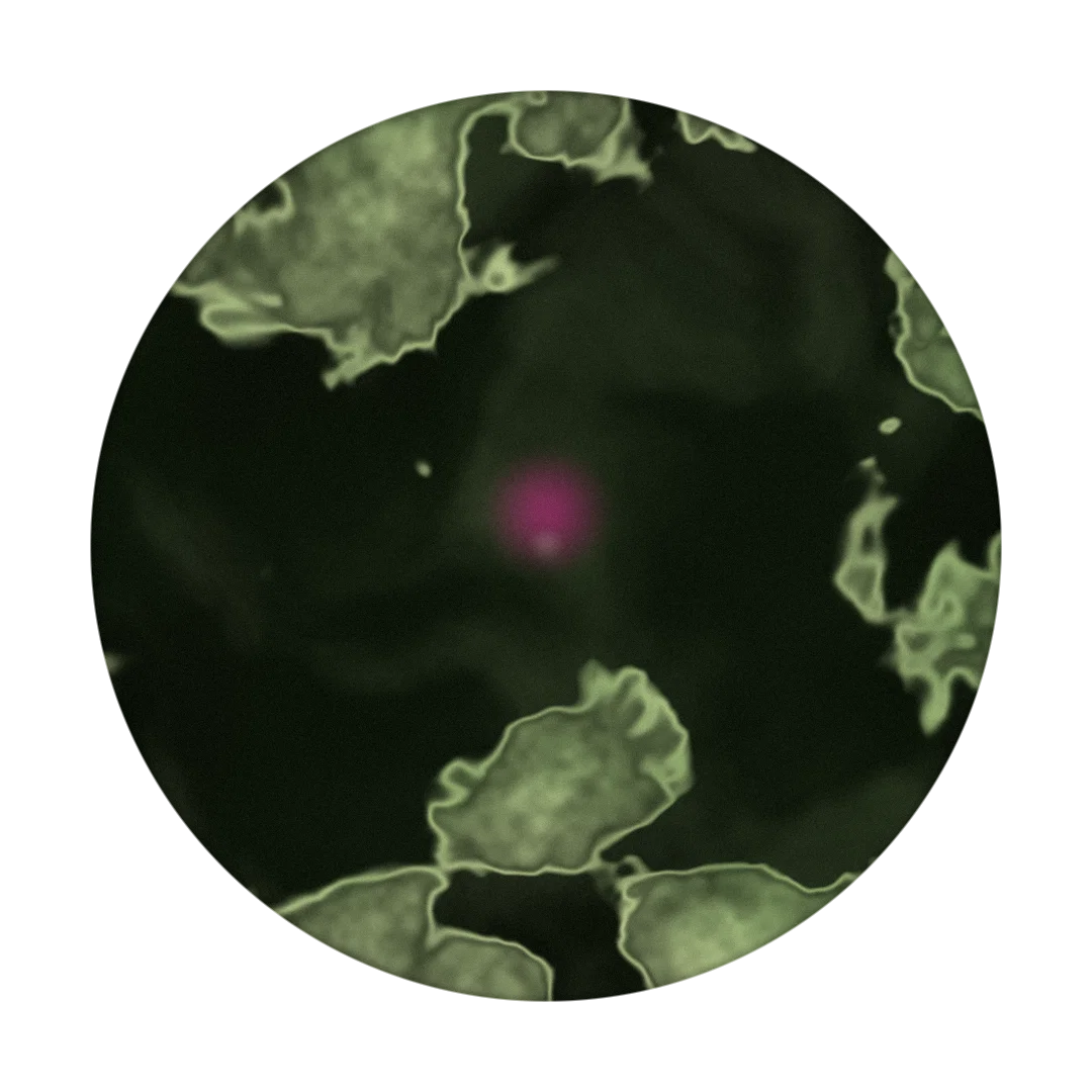 RAINTREE cover