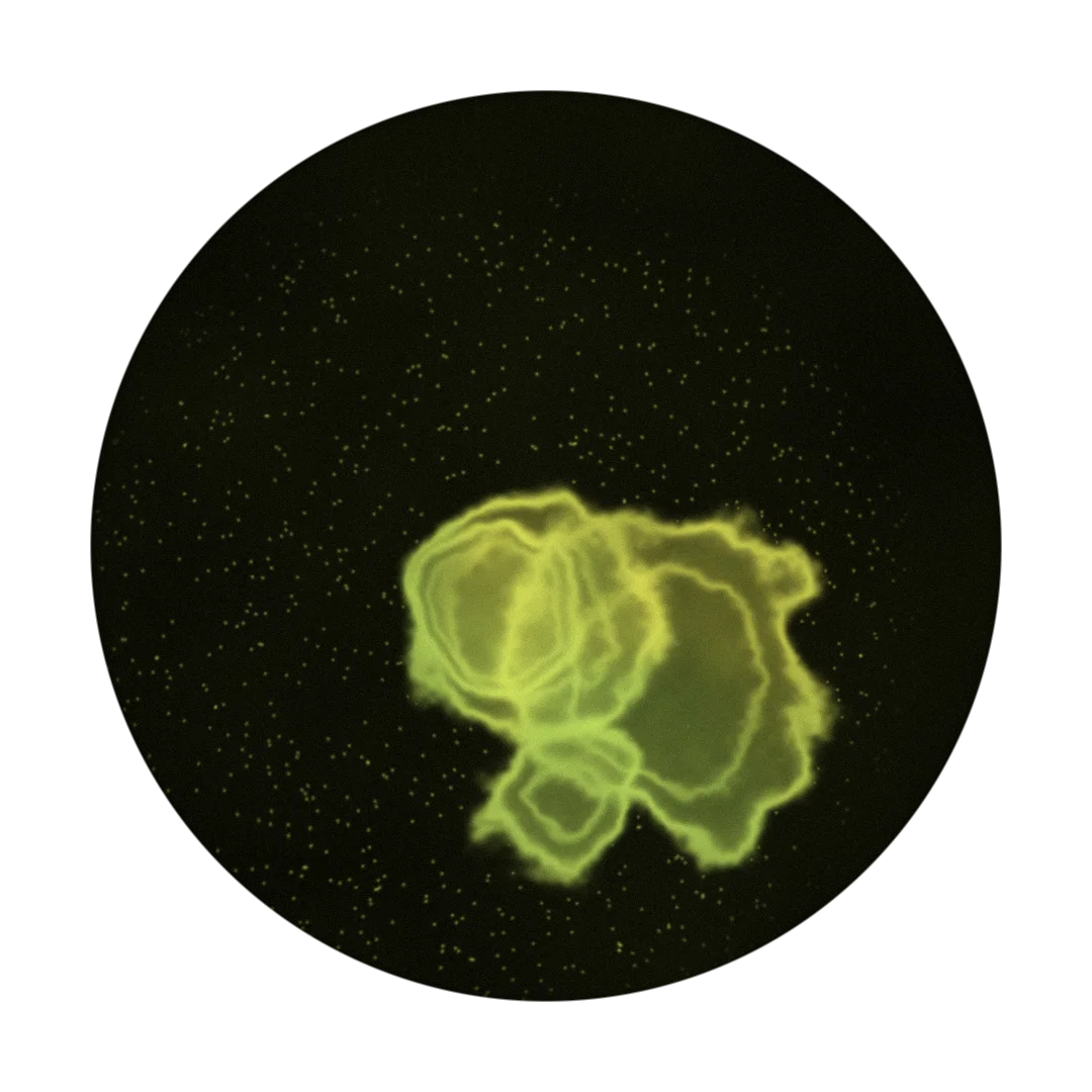 TYLENOL cover